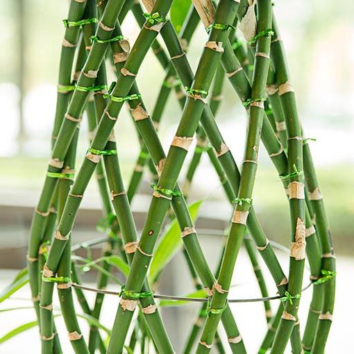 竹类植物形象